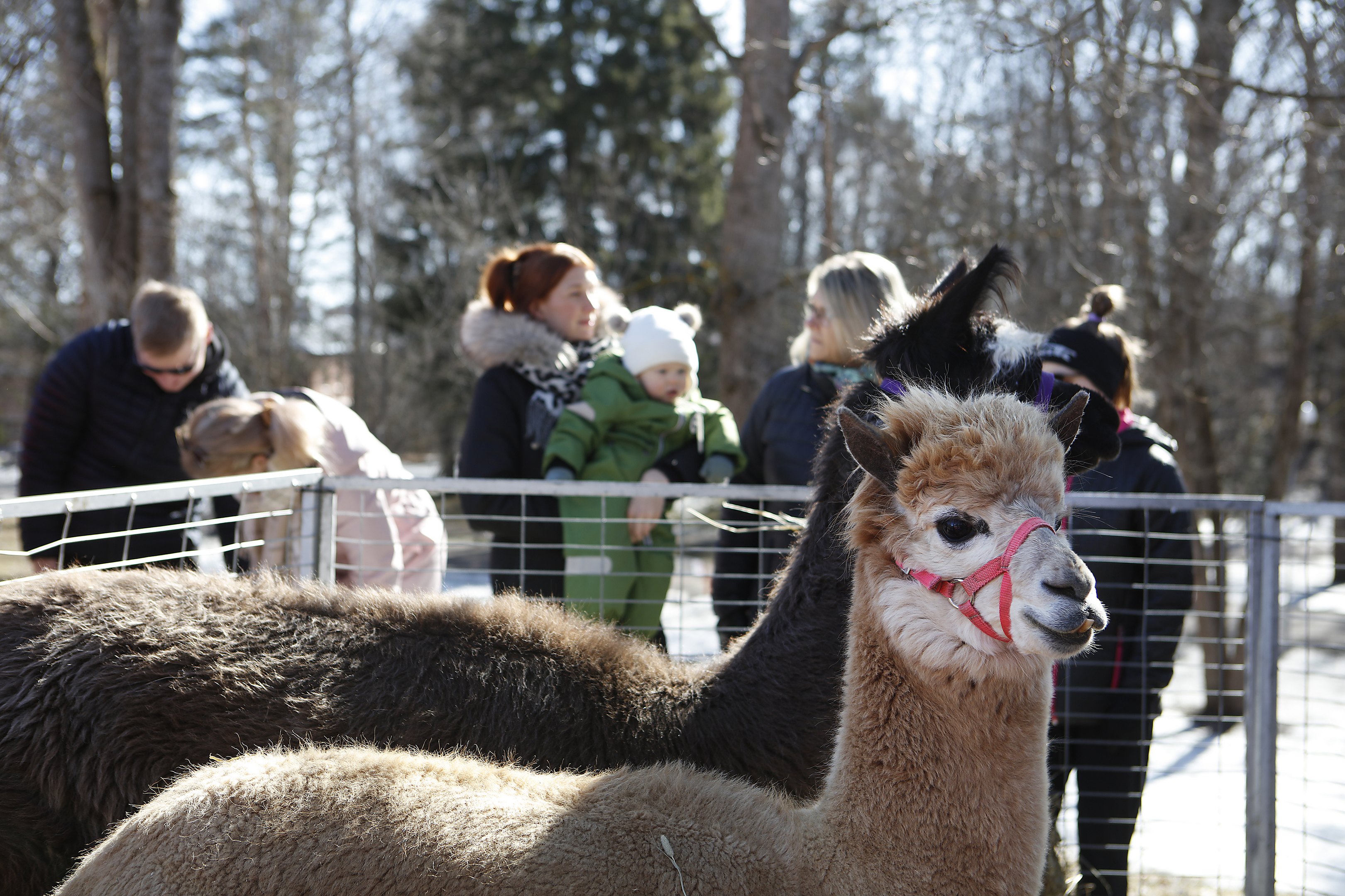 Pääsiäistapahtuma kutsuu ilottelemaan - Riihimäki