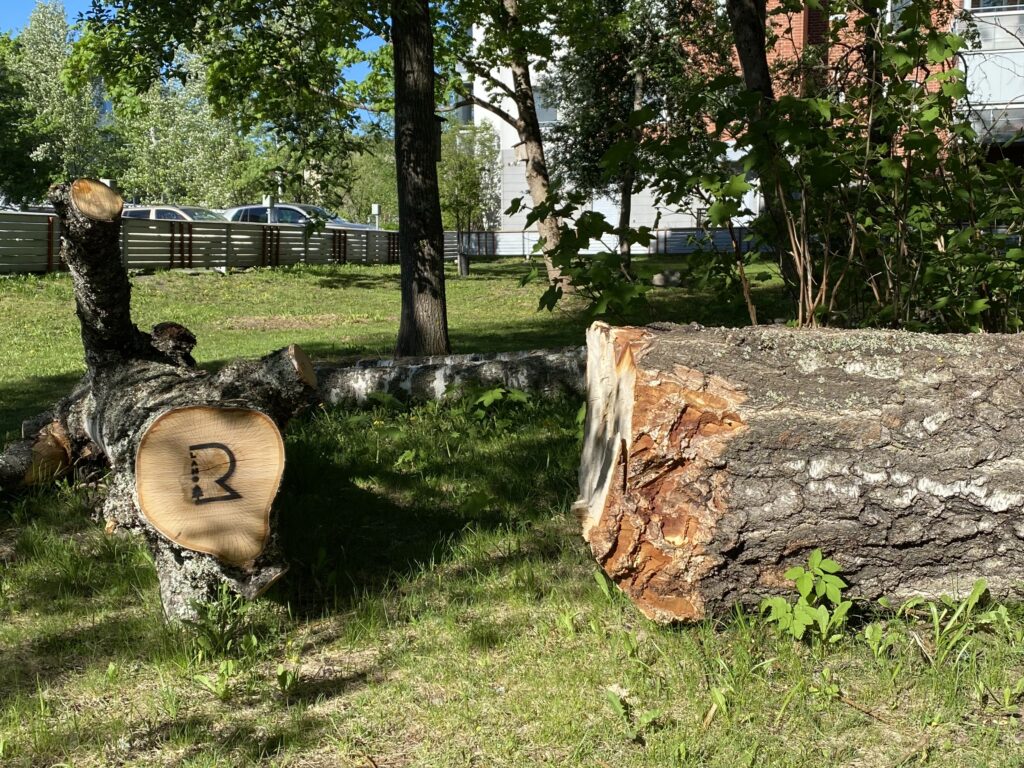 Kaks paksua katkaistua puun runkoa nurmikolla. Toisessa näkyy R-kirjaimen muotoinen tumma leima.